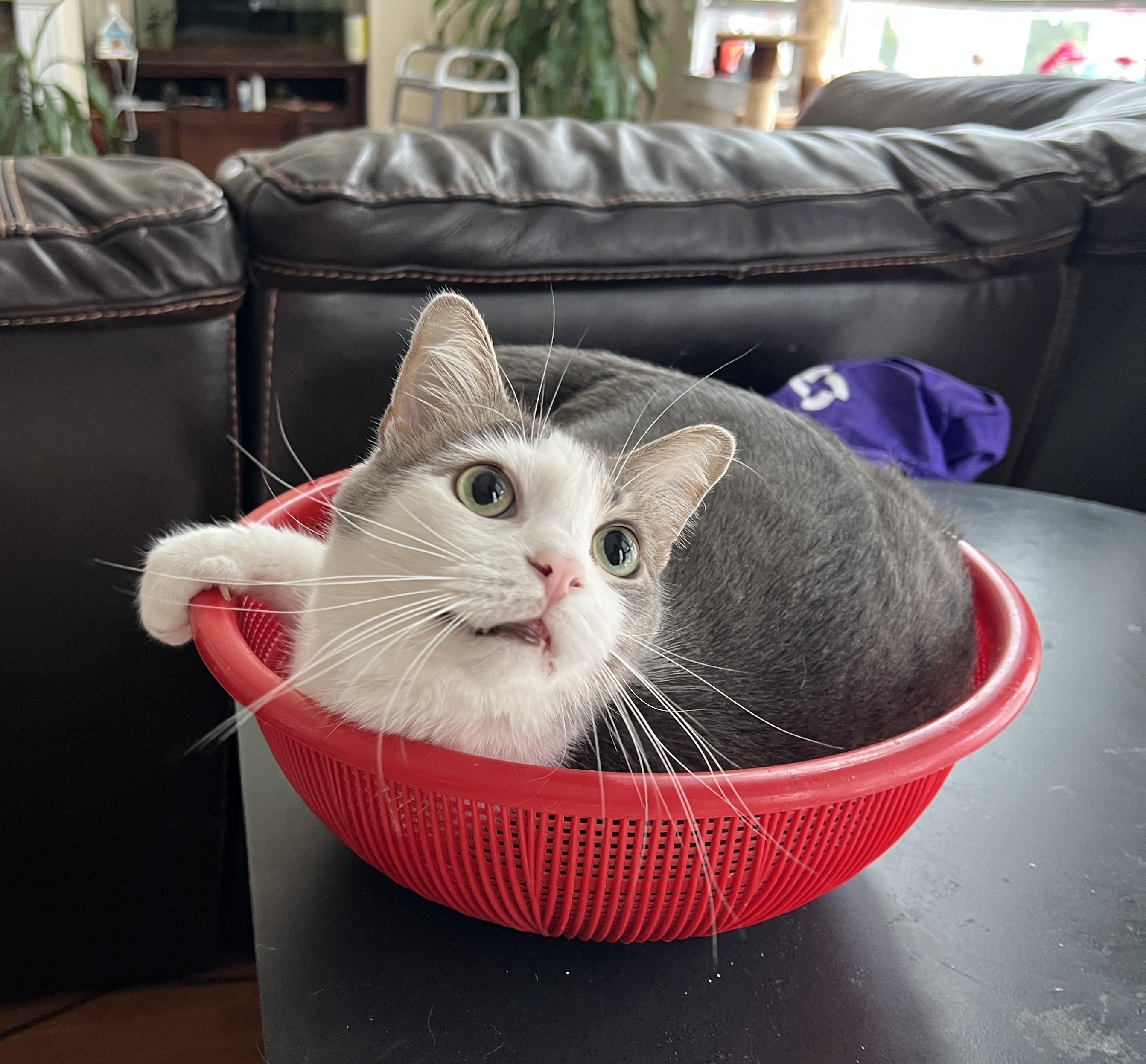 Cat in a basket