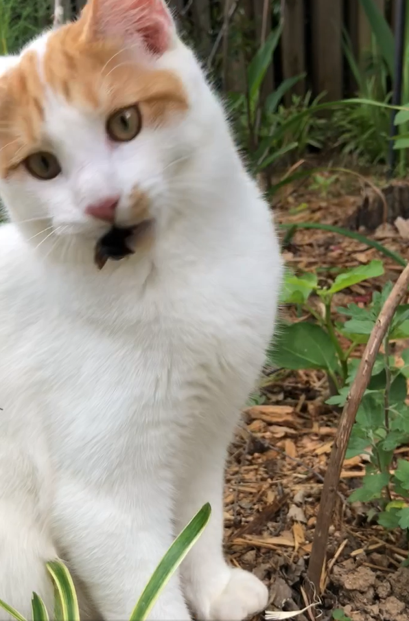 Cat eating bee