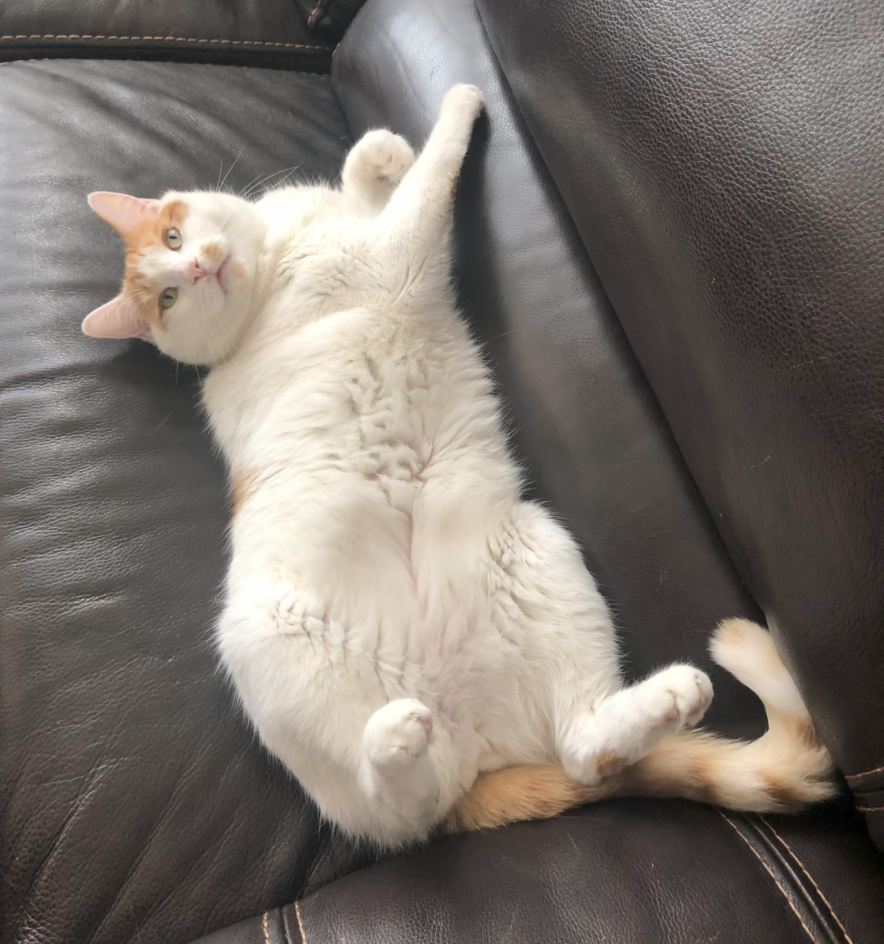 Cat being lazy