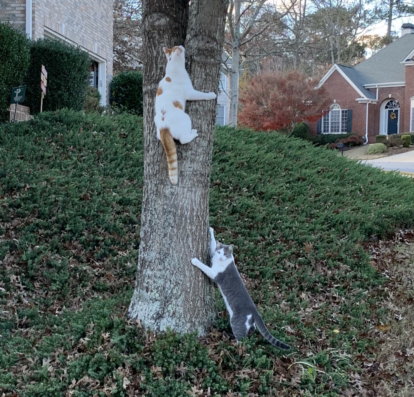 Cats climbing a tree