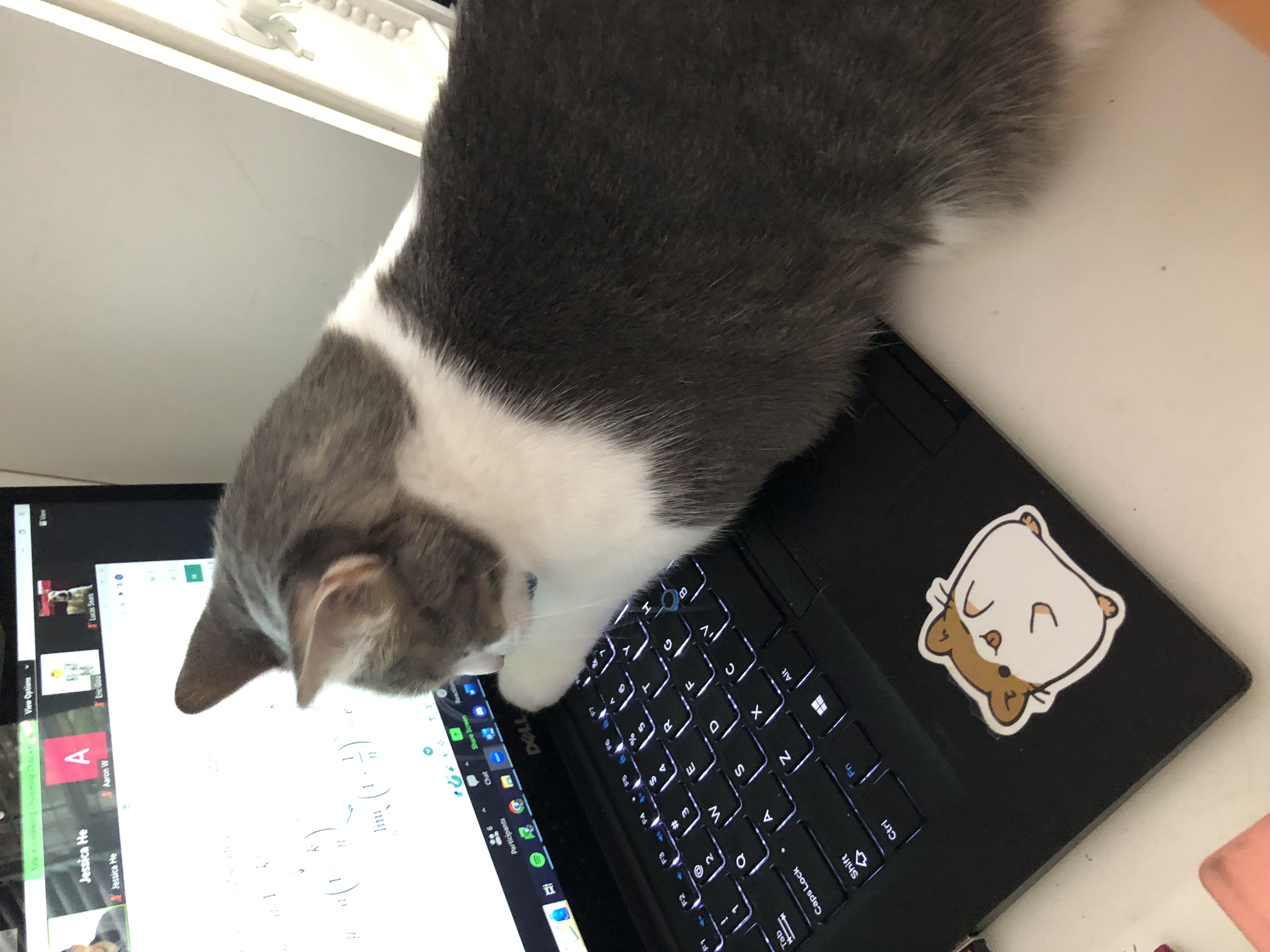 Cat in a zoom meeting
