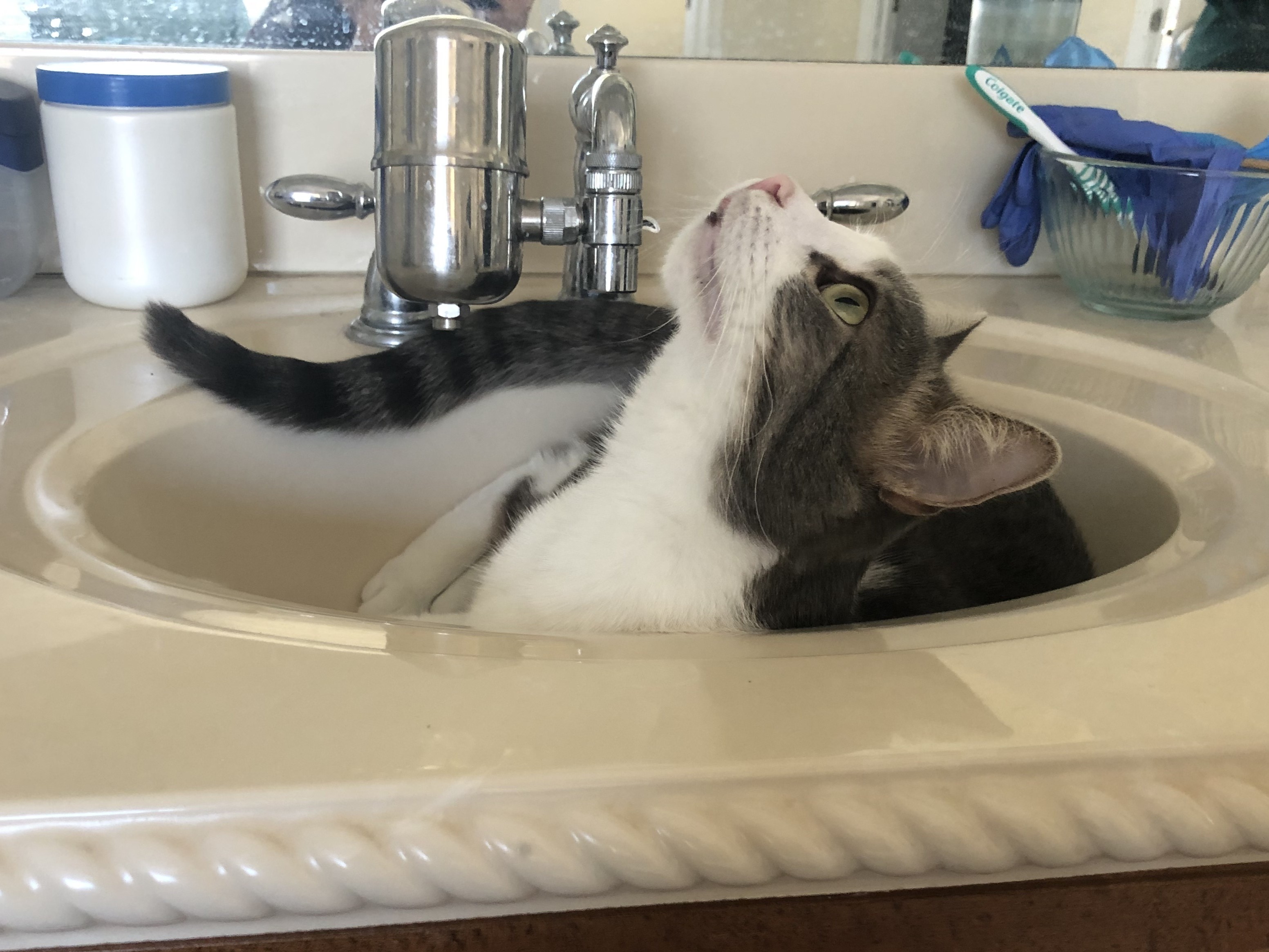Cat in a sink